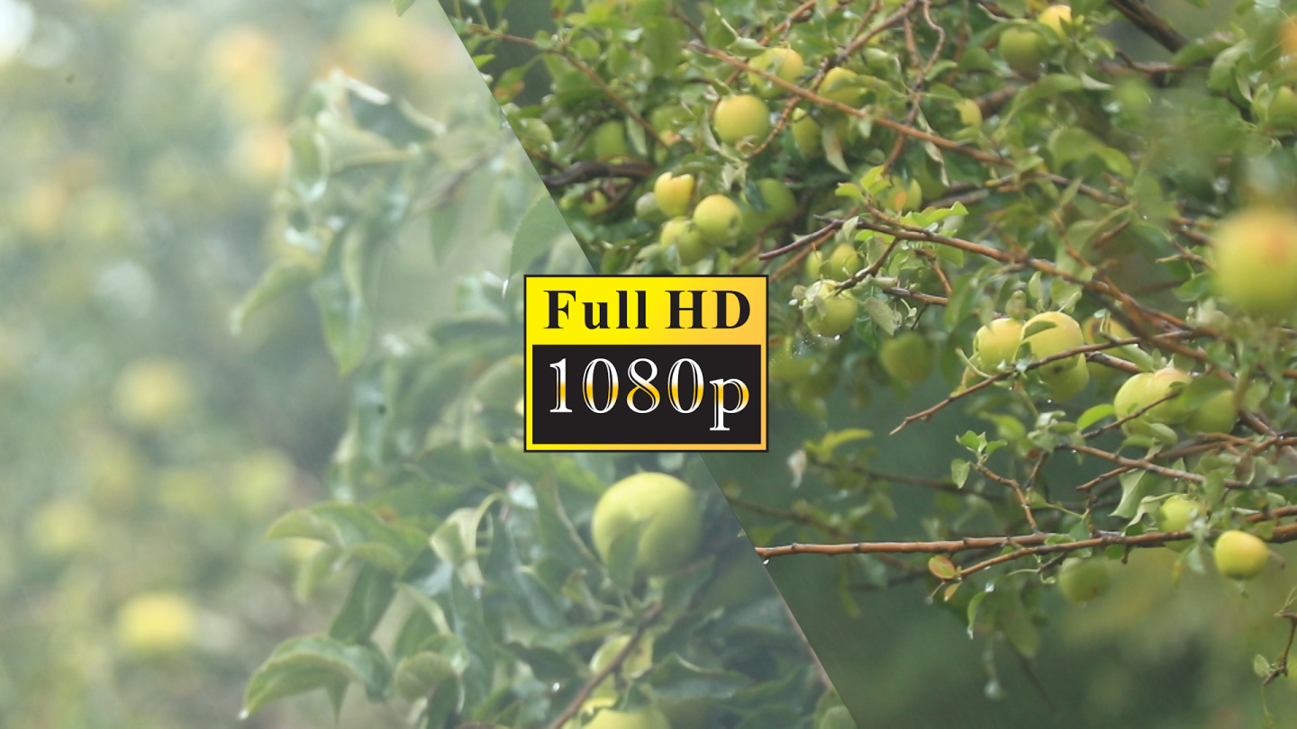 被雨淋浴的苹果树【1080P】