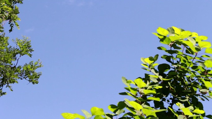 蓝天白云树叶阳光风景