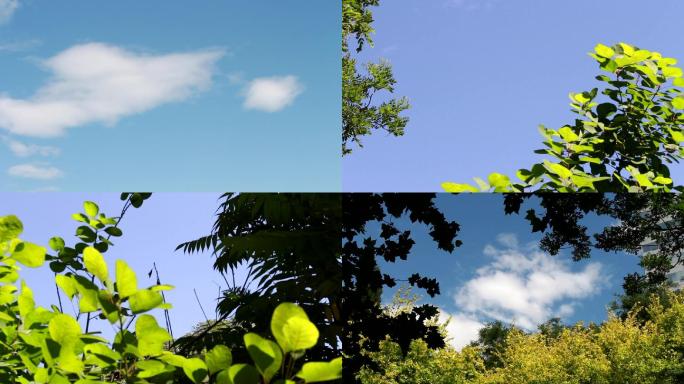 蓝天白云树叶阳光风景