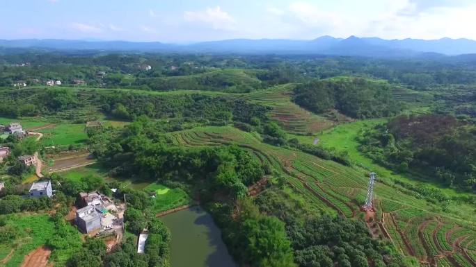 航拍山村荔枝种植基地荔枝园荔枝林