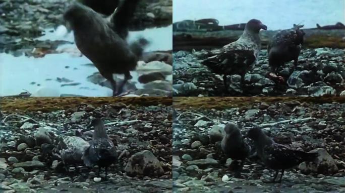 南极鸟 80年代