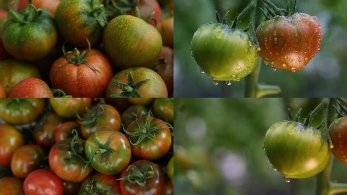 农家西红柿成果展示