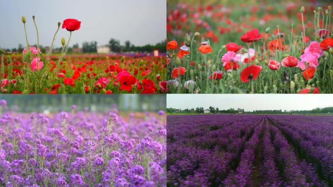 美丽乡村鲜花花海