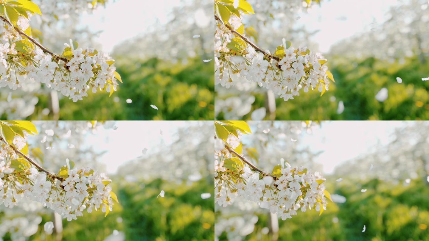 樱花花瓣落下慢镜头