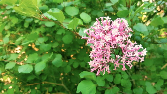 4K丁香花、丁香花、风中的丁香花