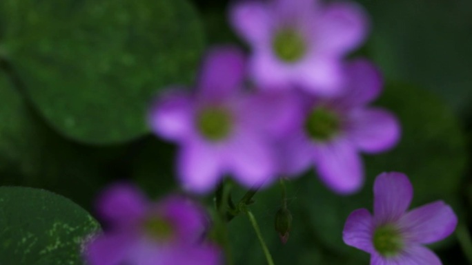 紫酢草
