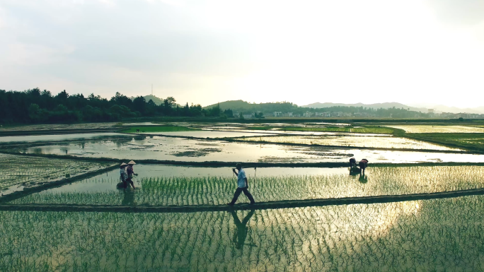 春耕农业稻田水稻种植基地