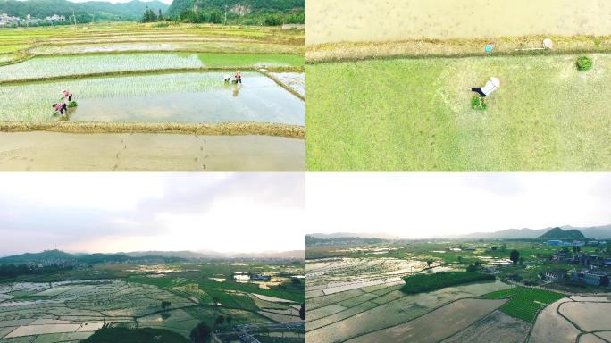 春耕农业稻田水稻种植基地