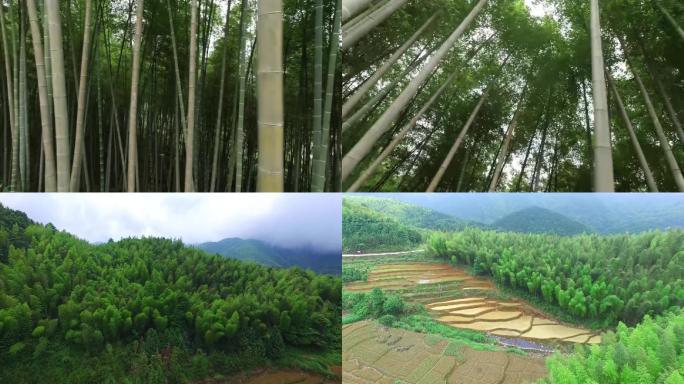 航拍粤北山区万亩竹林竹子美丽林海风景