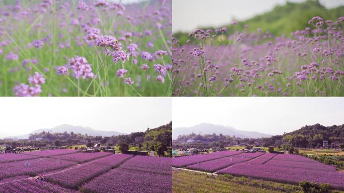 马鞭草花海