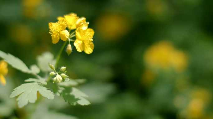 4K白屈菜花断肠草