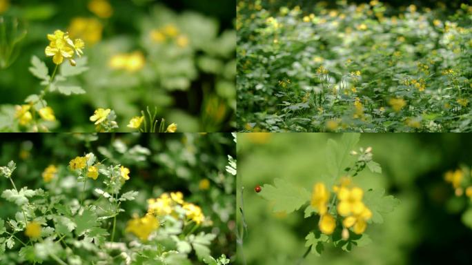 4K白屈菜花断肠草