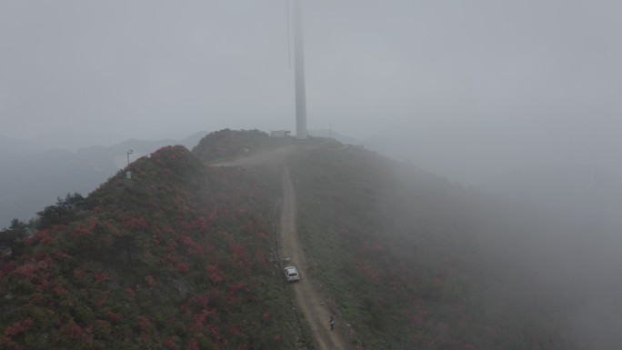 白鹤尖万亩杜鹃花