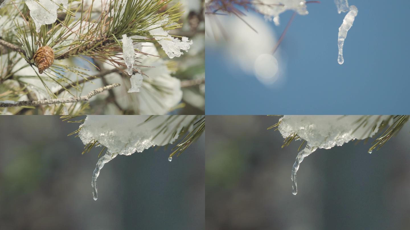 公园雪景植物树木冬季白雪风景