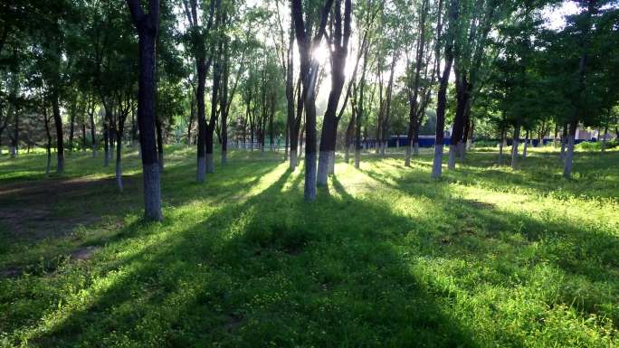 绿色家园树林光影变化逆光阳光意境夏日绿地
