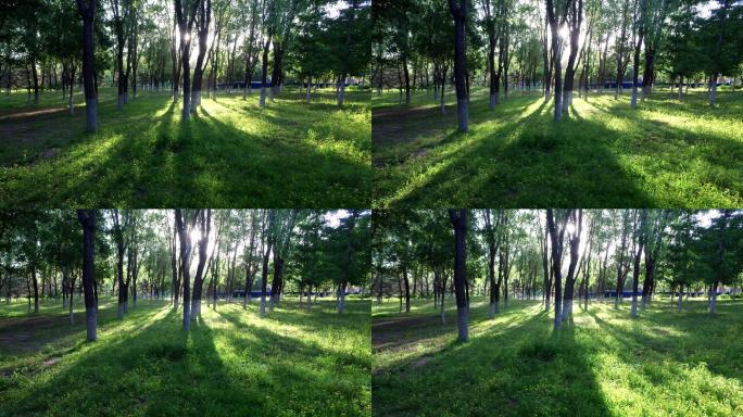 绿色家园树林光影变化逆光阳光意境夏日绿地