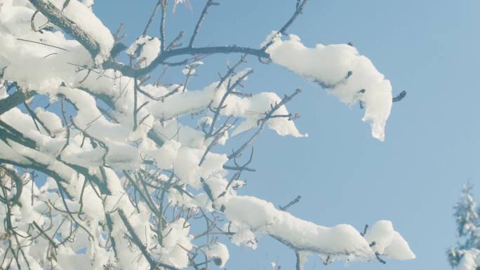 公园雪后融雪冬天雪地松树