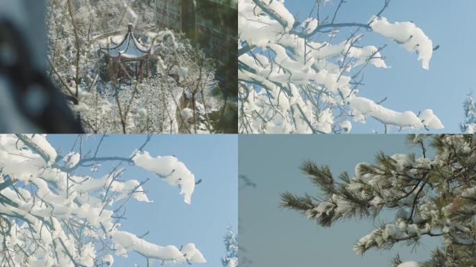 公园雪后融雪冬天雪地松树