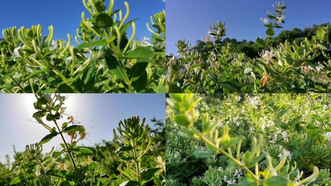 金银花-四季花子-中药-花子