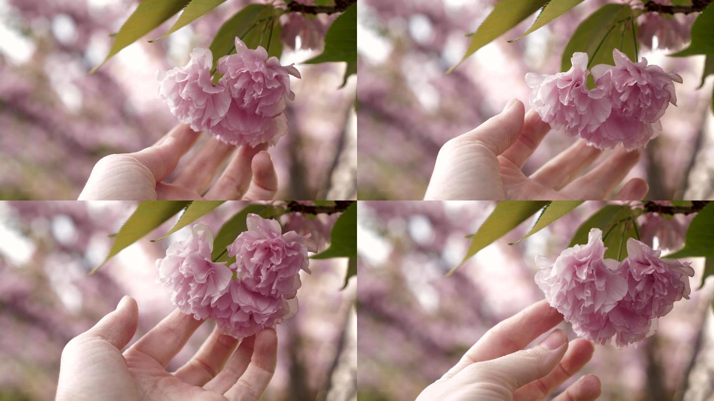 4k樱花树粉色樱花开放春天