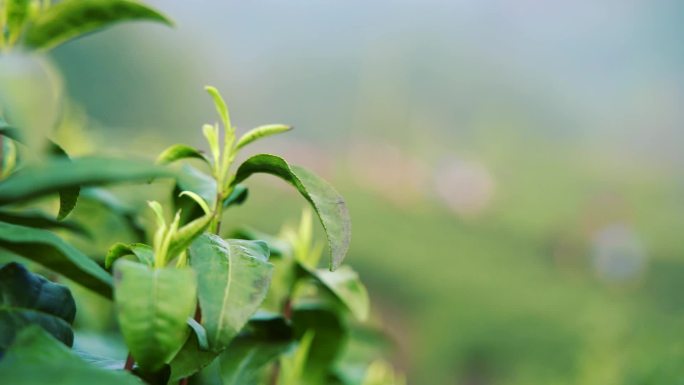 白茶采茶工茶园采茶茶叶特写