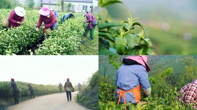 白茶采茶工茶园采茶茶叶特写