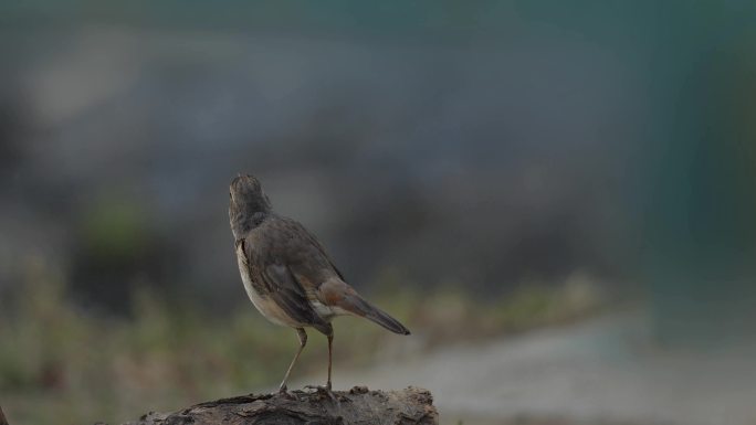 蓝喉歌鸲