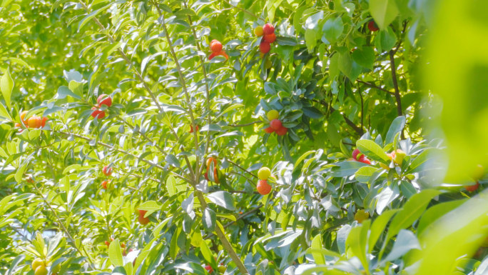 【4K】杨梅成熟实拍