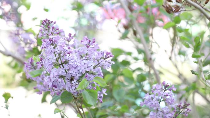 【可商用】原创丁香花视频素材