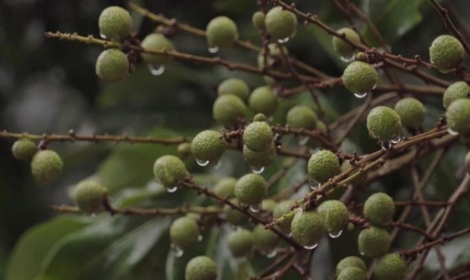 4K-龙眼-实拍视频