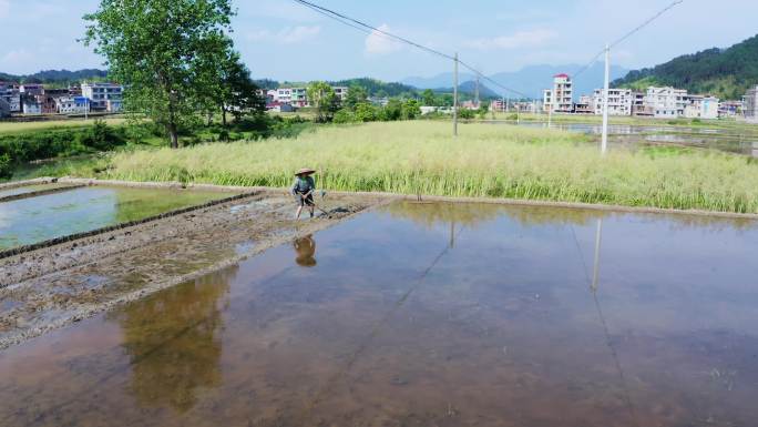 晴朗水田劳作视频素材