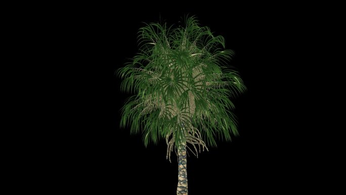 棕榈树动画