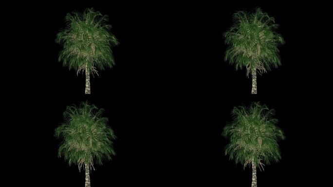 棕榈树动画
