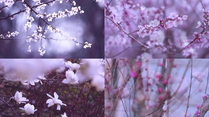 春天、美景、唯美花朵