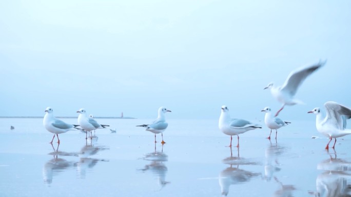 湖泊海鸥海鸟一群鸟海燕鸟类