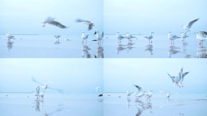 湖泊海鸥海鸟一群鸟海燕鸟类