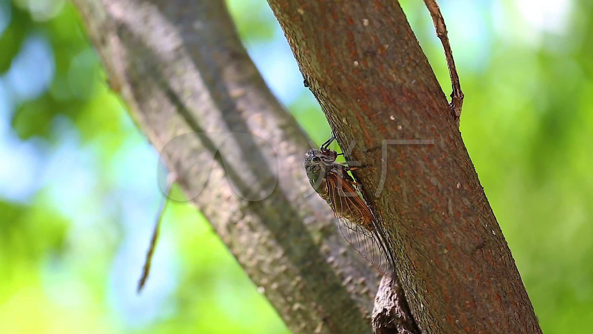 【4K】夏天树上的知了、蝉_3840X2160_高清视频素材下载(编号:8388974)_实拍视频_光厂(VJ师网) www.vjshi.com