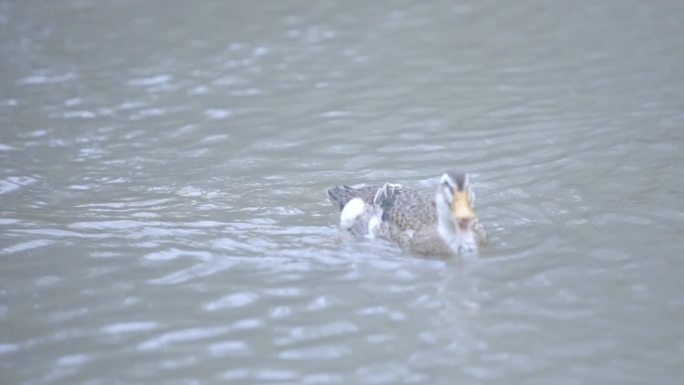 水中鸭子