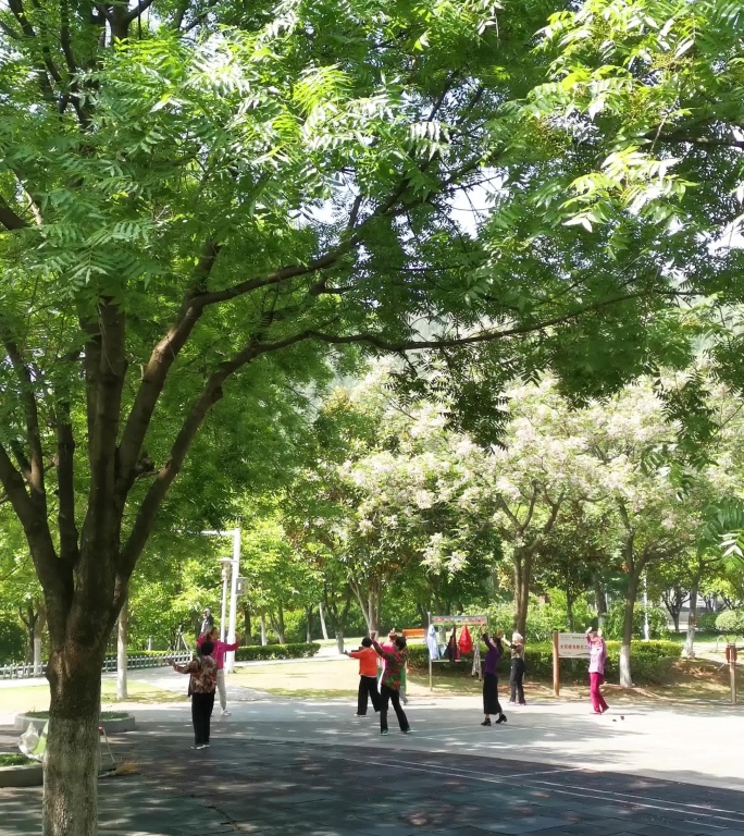早晨公园跳广场舞健身的老年人4k竖屏实拍