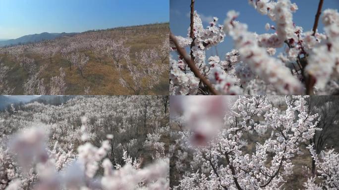 杏花开满山