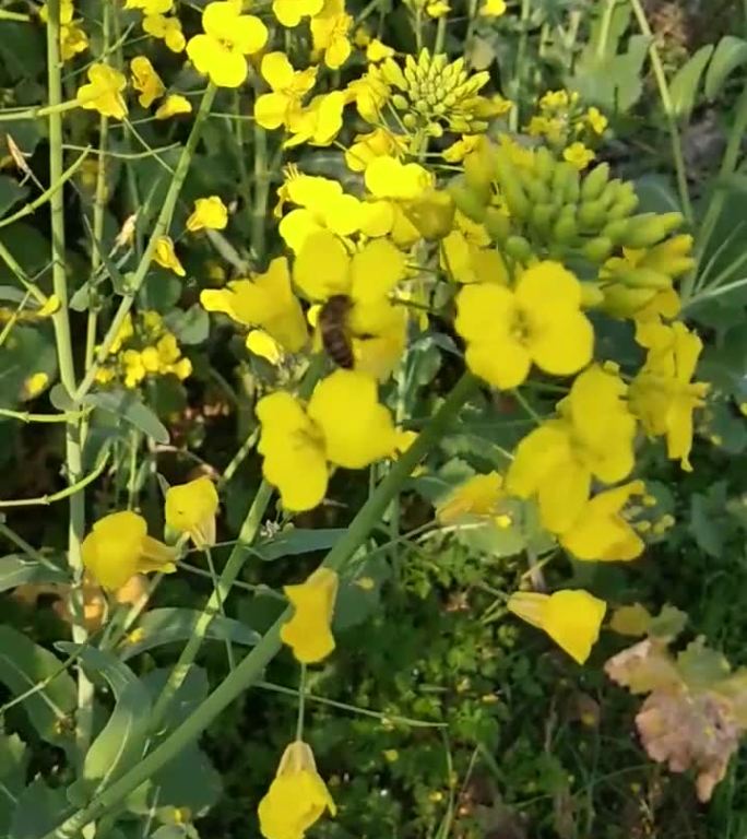 春天蜜蜂油菜花