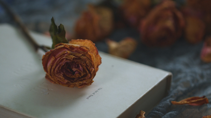 书本，枯萎的玫瑰视频素材