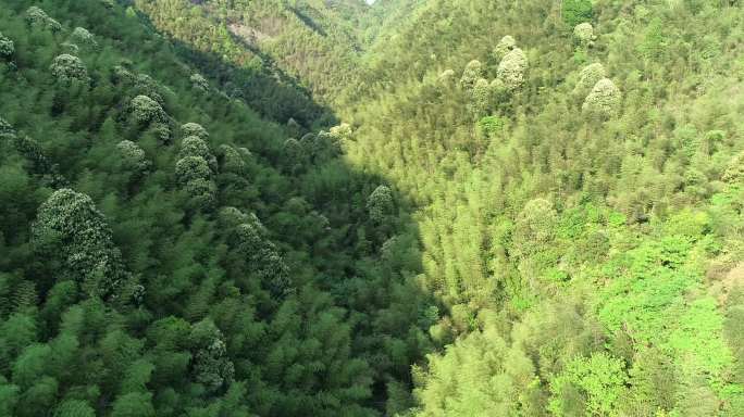 大片毛竹、毛竹林、毛竹、航拍毛竹林