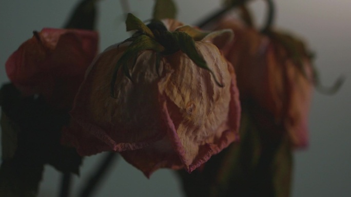枯萎的玫瑰，凋落的花朵素材