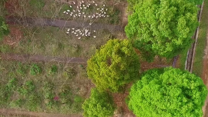 实拍南方竹林雨天乡村猪鸭鹅以及航拍动态