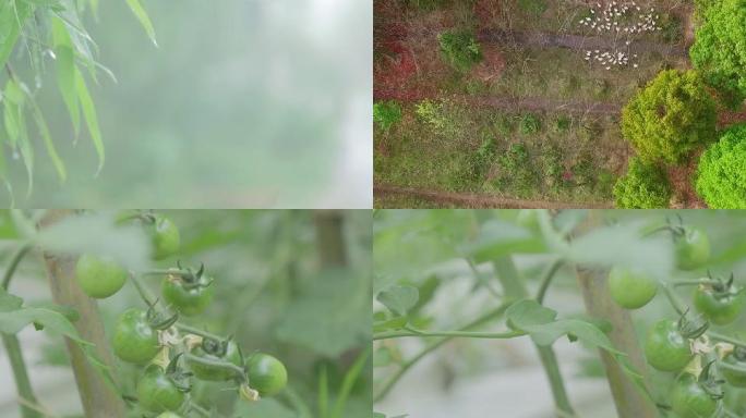 实拍南方竹林雨天乡村猪鸭鹅以及航拍动态