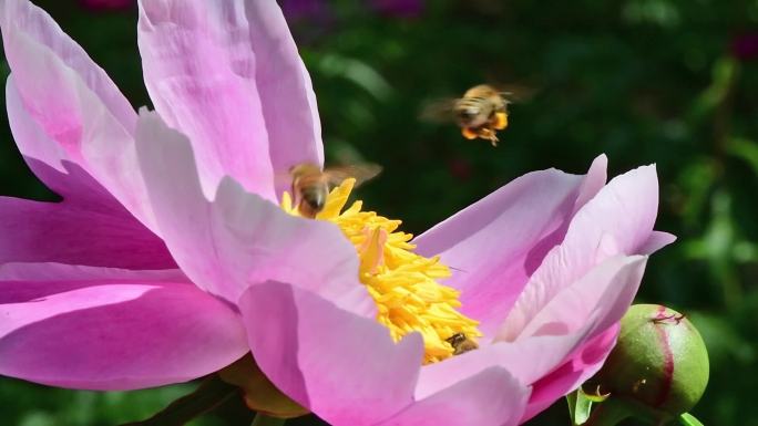 蜜蜂飞舞采蜜