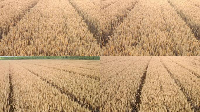 成熟的小麦航拍4K