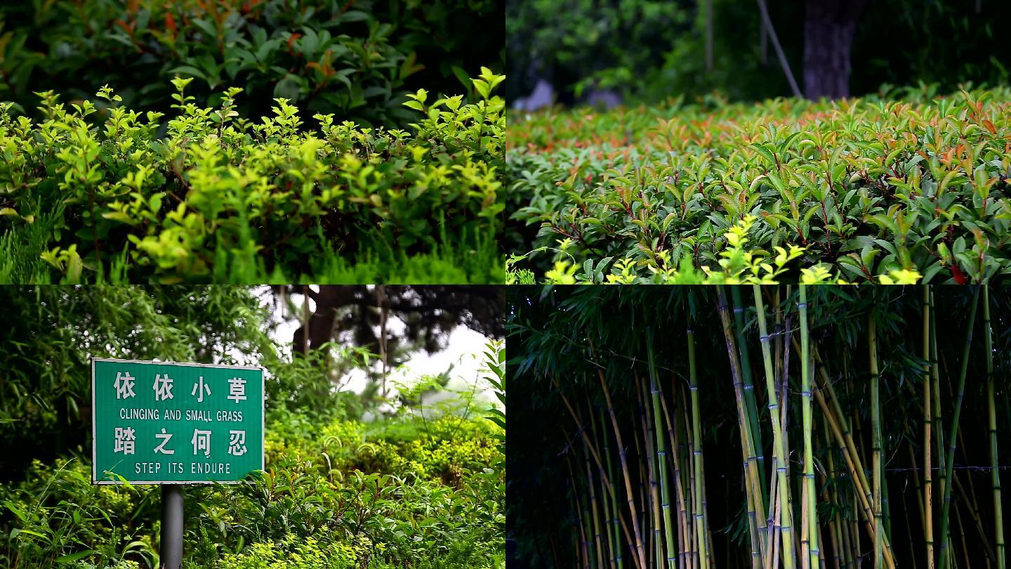 爱护花草人人有责植物绿色竹子公园