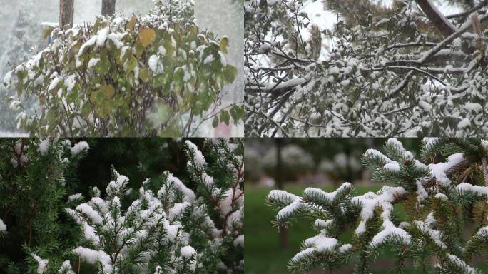 雪压树枝雪花飘落下雪白雪飘飘冬天大雪纷飞